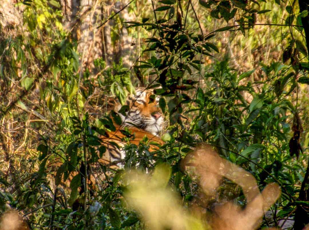 A wild tiger rests in the grass at Ranthambore National Park in India.