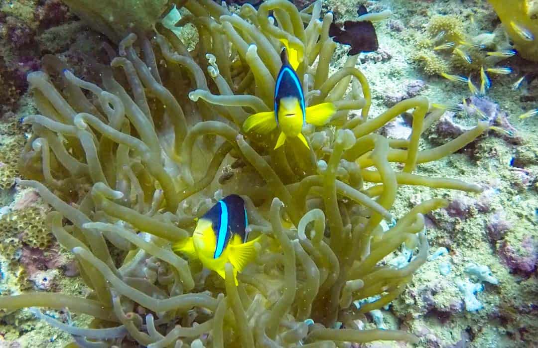 Clown fish take our measure from the safety of their anemone home while on a scuba diving trip during our epic Oman adventure.