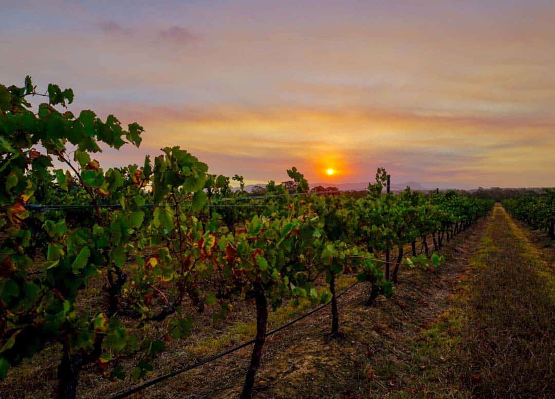 Sunset Over Vines In Hunter Valley Australia