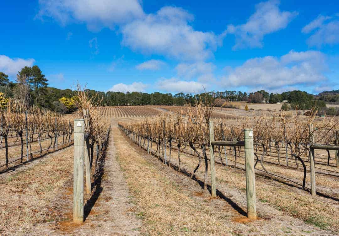 Rows Of Winter Vines In The Wine Country Of Orange, Australia