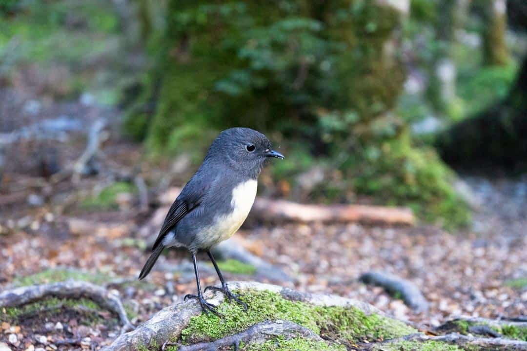 A South Island Robin On The Routeburn Track.
