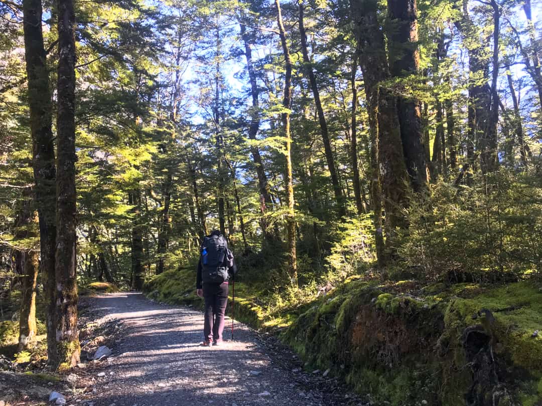 Hiking Through Beech Forest On The Routeburn, One Of The Best Walks In New Zealand.