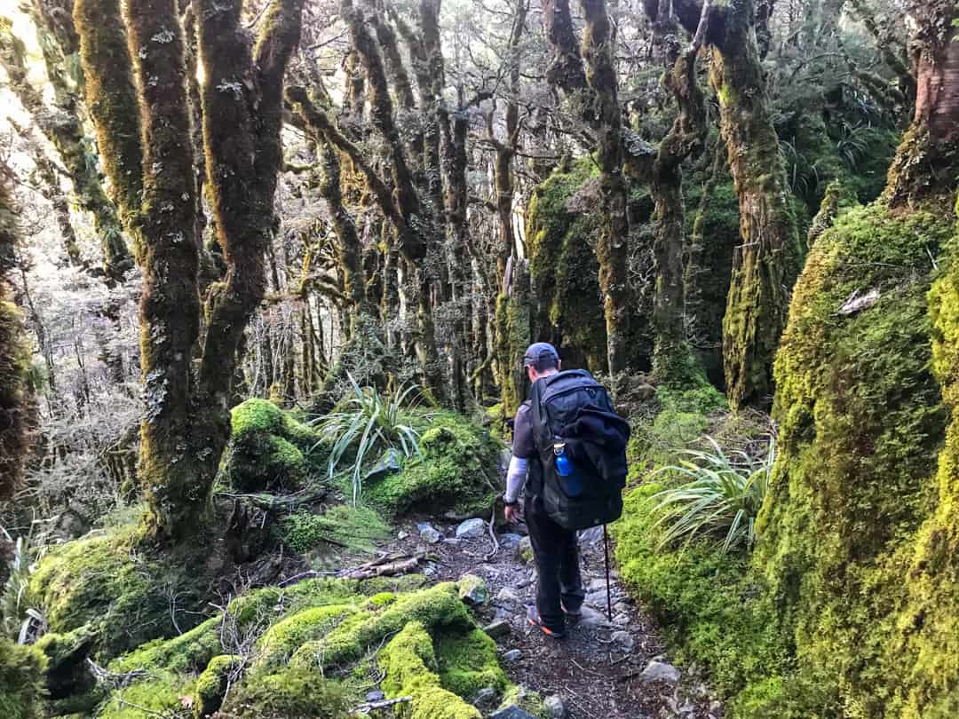 A Moody Moss Forest Awaits Near Lake Mackenzie on The Routeburn Trail.