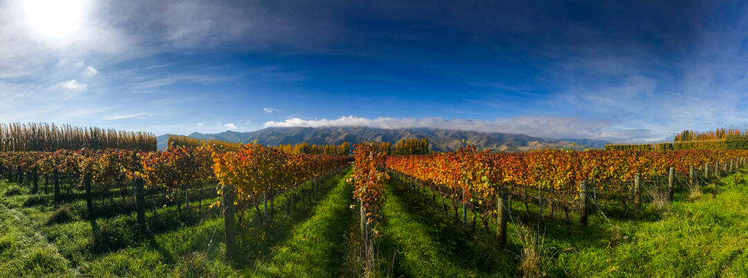 Colourful vines stretch away towards the mountains at a winery in Central Otago.