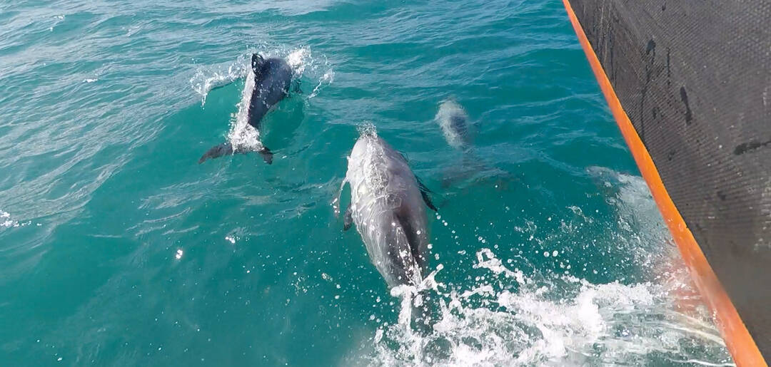 Hector's Dolphins ride the bow waves on a dolphin cruise out of Akaroa.