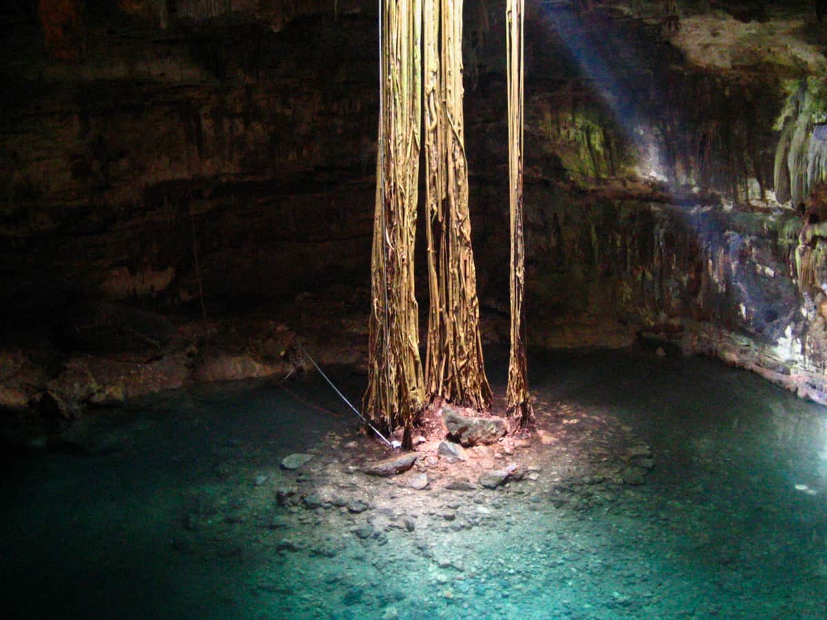Tree roots reach down to the water at Cenote Samulá near Valladolid Mexico.