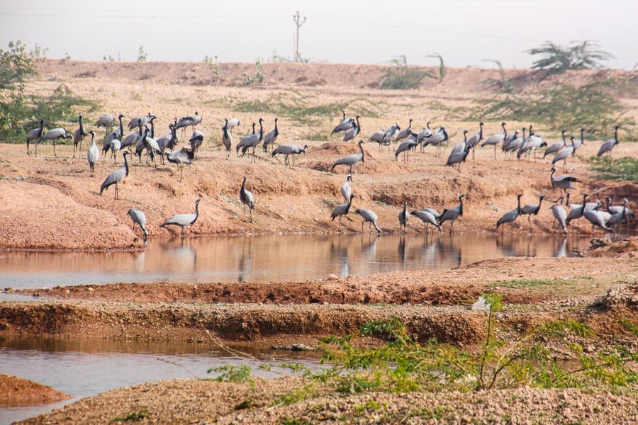 Road trip in Rajasthan to visit Khichan’s demoiselle cranes