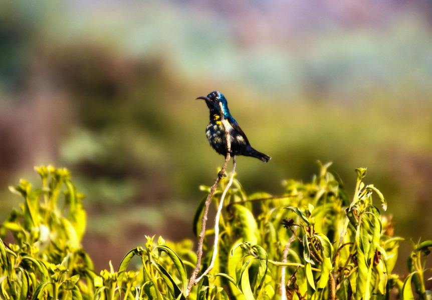 Rajasthan travels – spotting birds at Keolodeo Ghana Bird Sanctuary