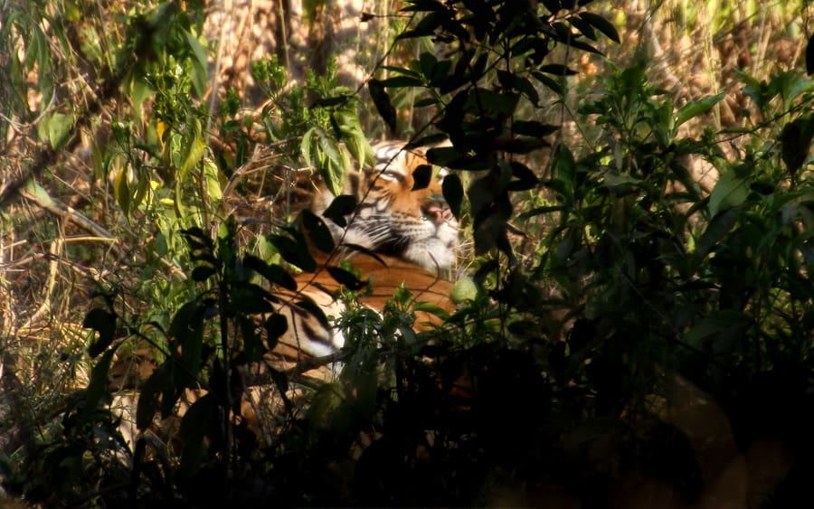 A glimpse of a Bengal Tiger at Ranthambore National Park – one of the best places to visit in Rajasthan