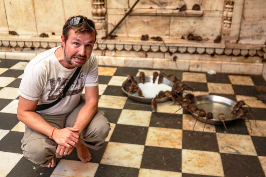 A tourist gets close to a group of rats feeding at Karni Mata Temple, one of the more unusual places to visit in Rajasthan.