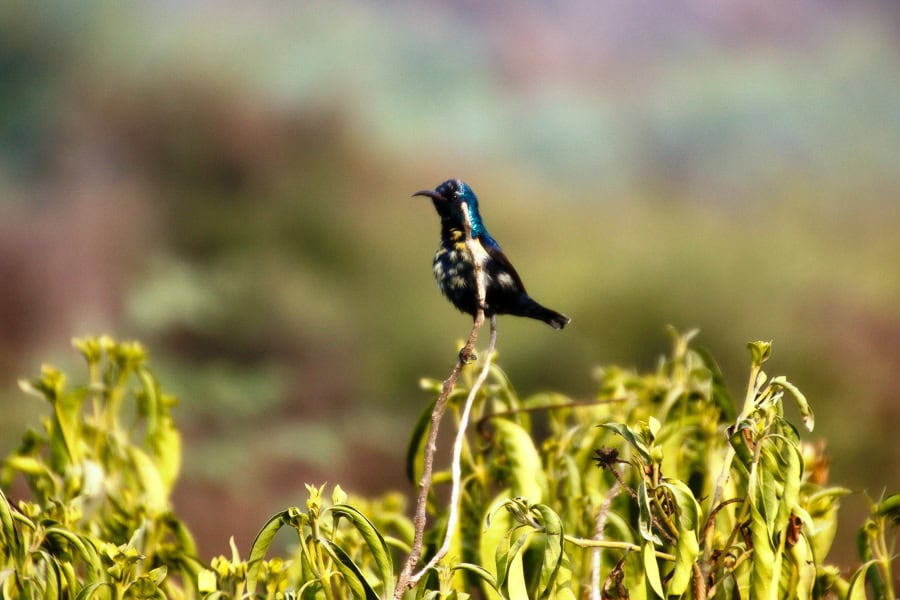 A colourful bird with blurred background at Keolodeo Ghana National Park – birding here was a highlight of our Rajasthan travels.