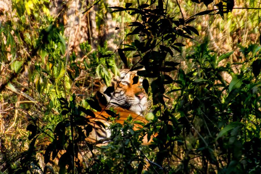 A Bengal Tiger in Ranthambore National Park – one of the best places to visit in Rajasthan for tiger spotting.