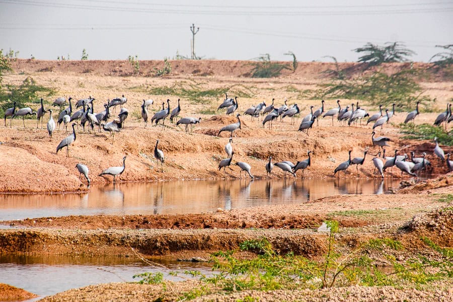 Demoiselle cranes gather by the water at Khichan Bird Sanctuary during our road trip in Rajasthan.