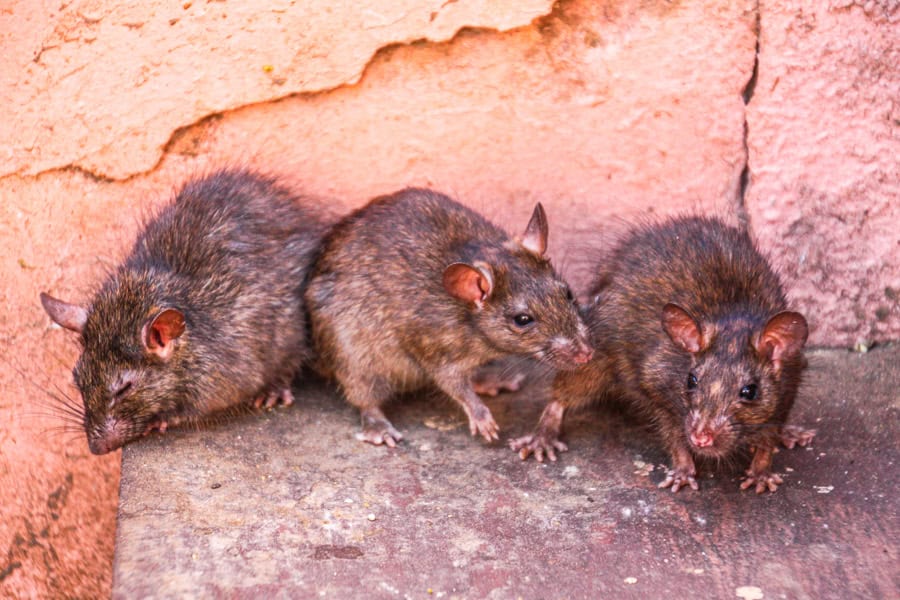 A group of cute rats at Karni Mata Temple?  This was one of the most unusual stops of our Rajasthan itinerary.