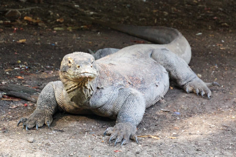 Close up of a fearsome Komodo dragon on Rinca Island – most Komodo tours will make a stop here.