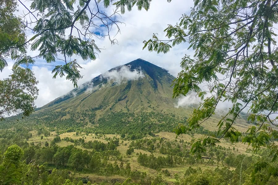 Views through trees across a green plain to Mount Inierie rising in the distance – a highlight of our Flores itinerary.