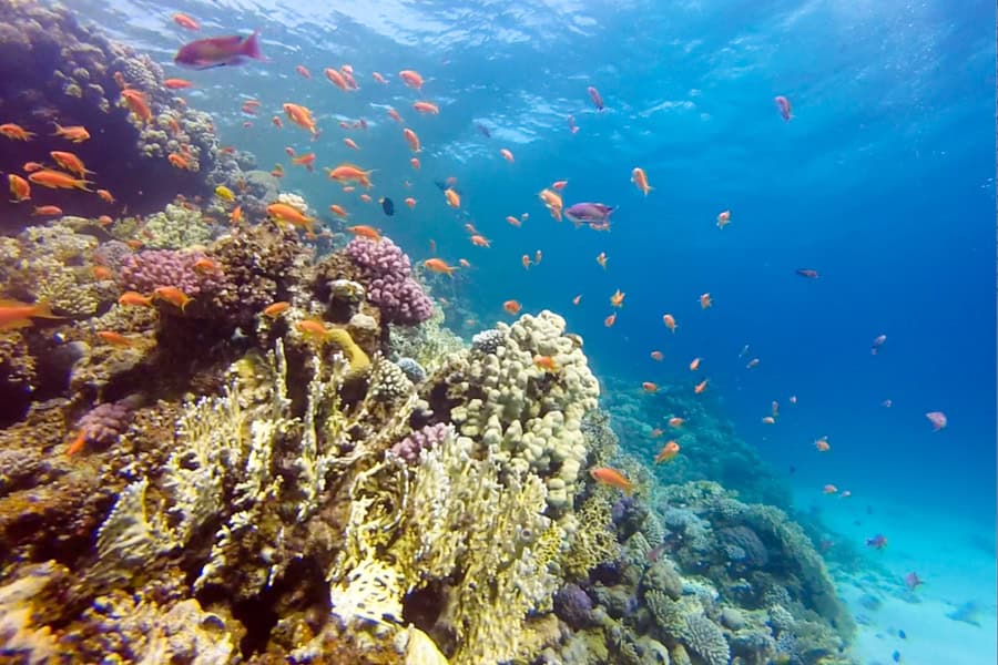 Epic adventure 26: Small orange fish school next to coral in the clear blue waters of the Red Sea.