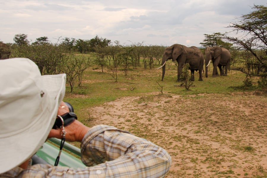 Person in a hat photographs wild elephants from a safari jeep.