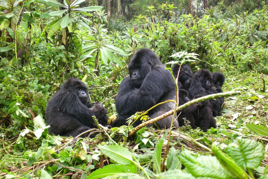 A troop of mountain gorillas sits together in the jungle.