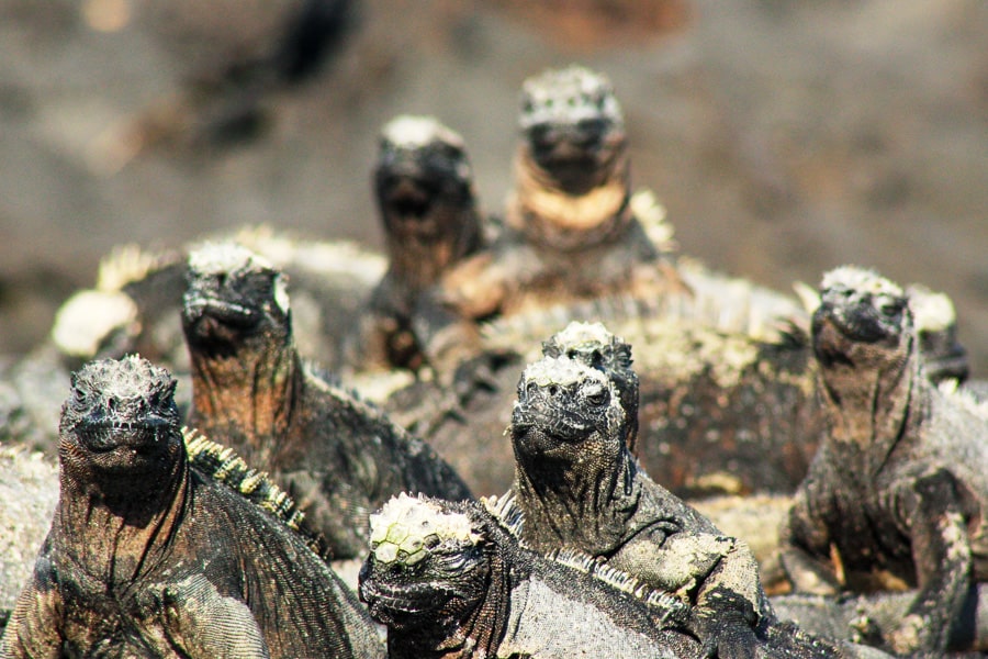 Bucket list adventures: Marine iguanas bask in the sun in the Galapagos Islands.