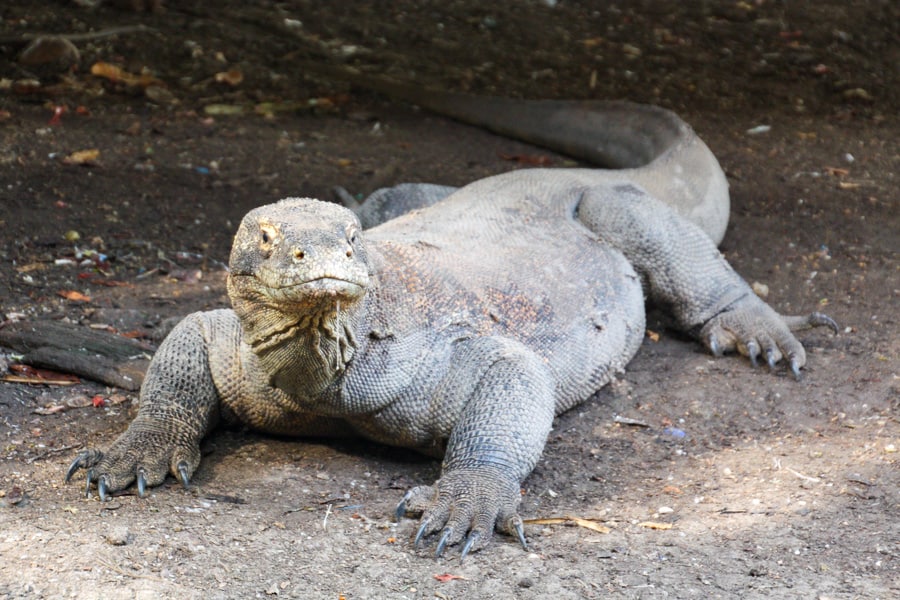 Komodo Tour – the fearsome Komodo dragon.