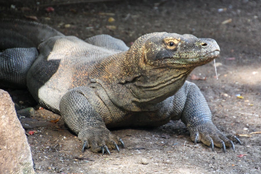 A Komodo Dragon with large claws stares at the camera.