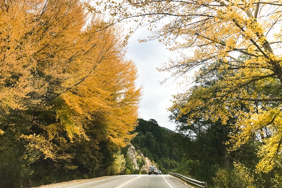 Ultimate Road Trips: Yellow spring blooms on the Route of the Seven Lakes, Argentina