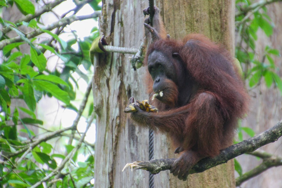 Best adventure trips in the world: An orangutan sits on a branch eating a banana in Borneo.