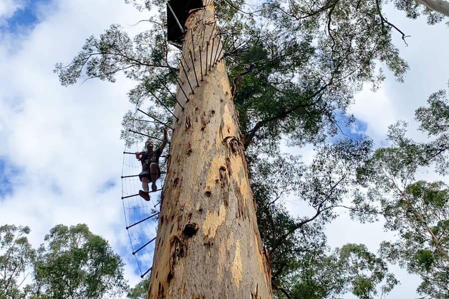 John climbs the spiral metal rung ladder up the Dave Evans Bicentennial Tree near Pemberton in South West WA.