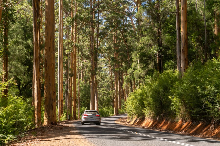 A car drives along a road lined by giant karri trees, a unique feature of a South West Australia road trip.