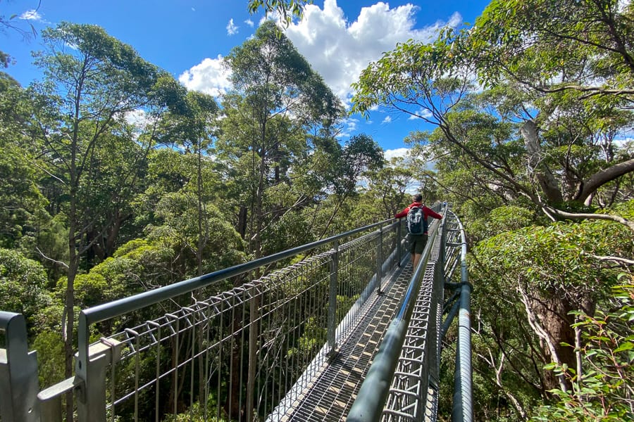 Walking through a high canopy of green leaves on the Valley of the Giants Treetop Walk on our WA road trip.