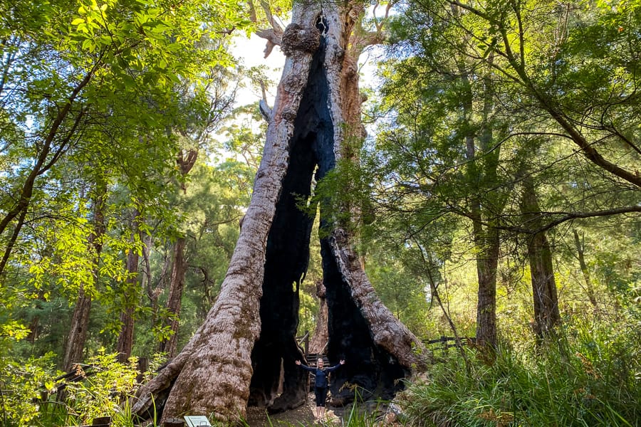 South West of Australia – home to the truly impressive Giant Tingle Tree.