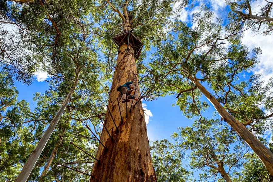 Dave Evans Bicentennial Tree – one of the most exhilarating nature experiences in the south west corner.