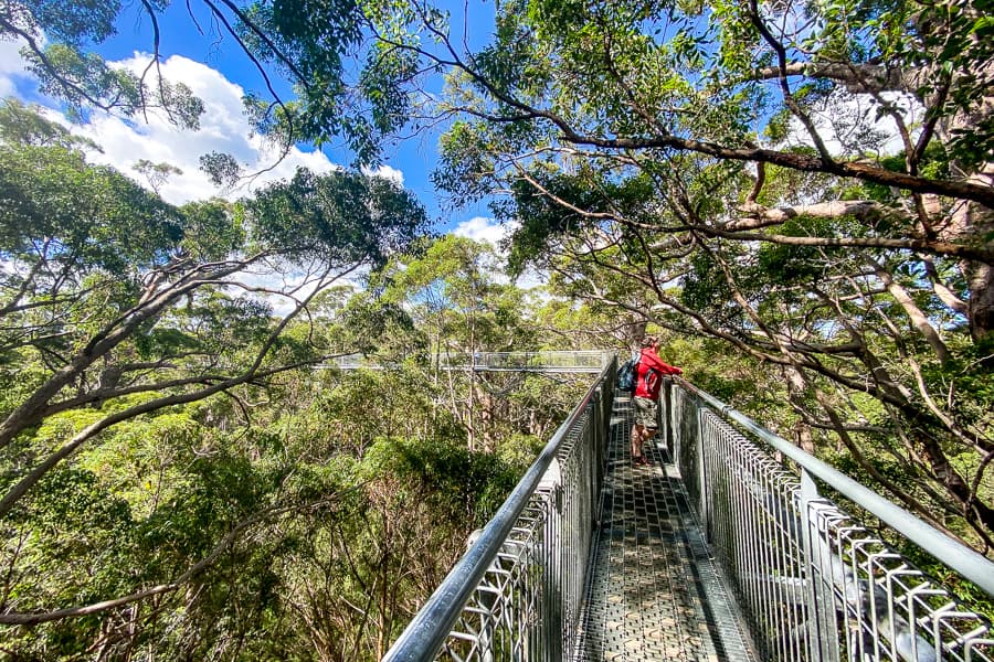 Hit the canopy on the Valley of the Giants Treetop Walk to enjoy one of the best places to visit in Western Australia.