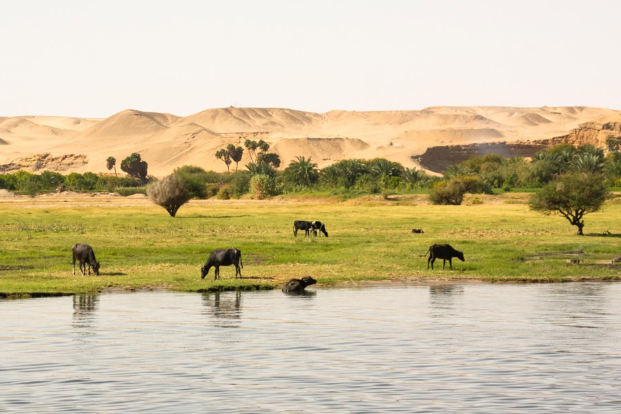 Buffalo graze by water on a thin stretch of grass backed by desert dunes.