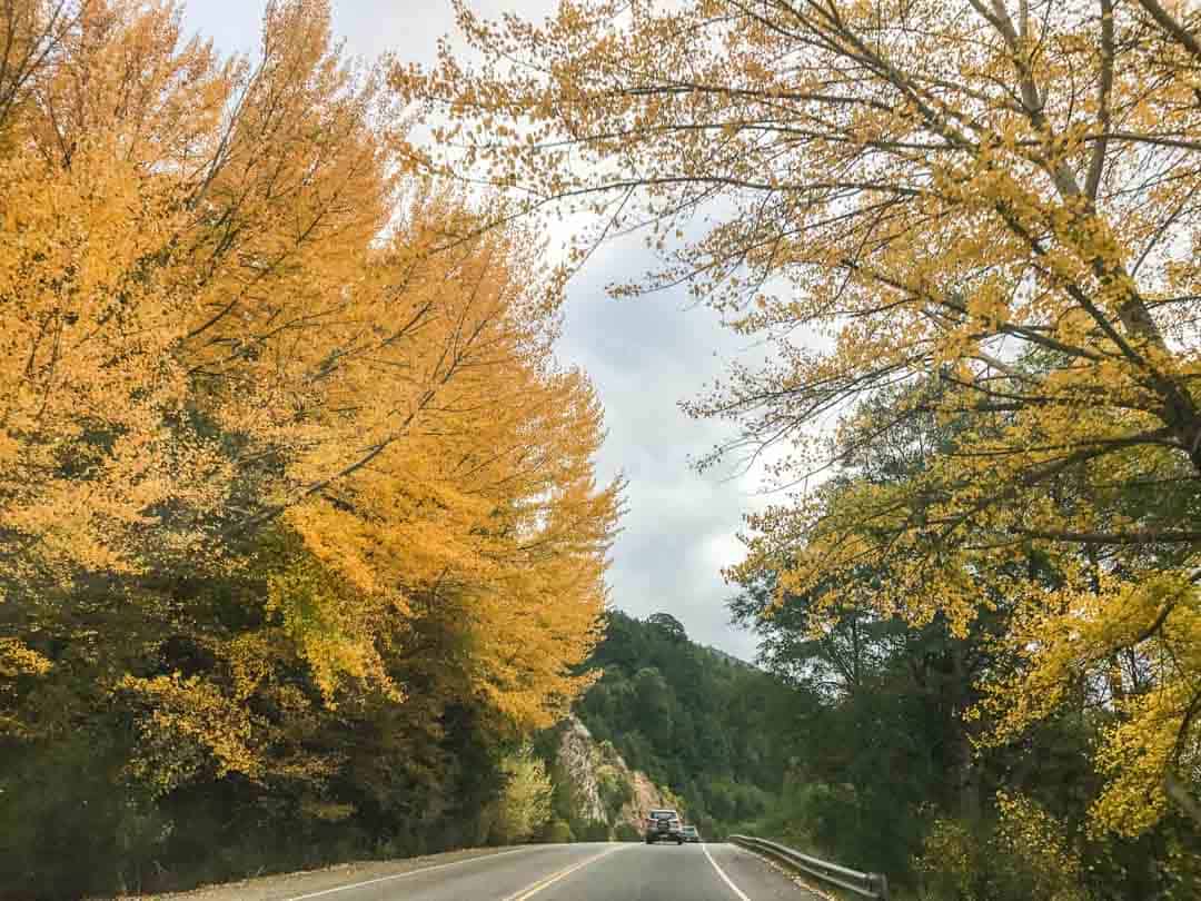 Yellow trees line the road of the seven lakes.