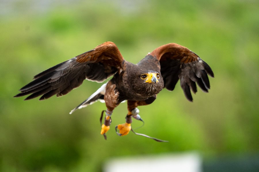 A close up of a Harris Hawk in flight during a flying display at the Ailwee Burren Experience.