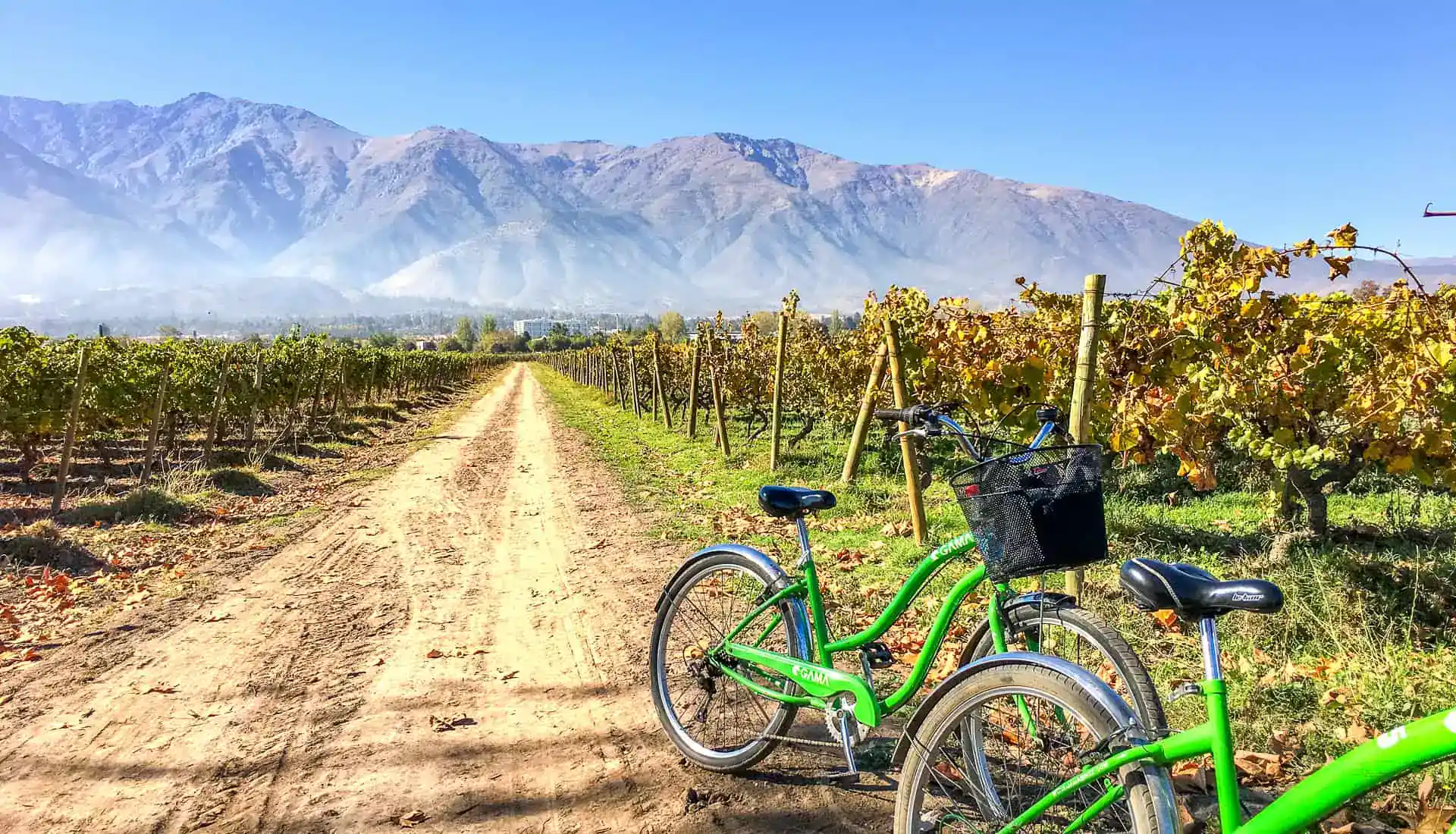 Views across vines towards the Andes during our Santiago wine tour.
