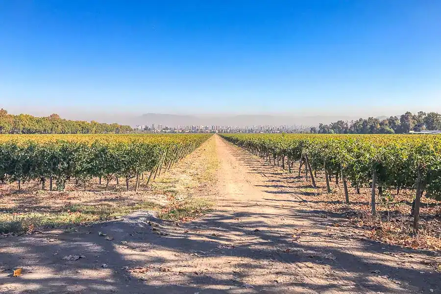 Views across vines towards the Santiago city skyline during a Maipo Valley wine tour.