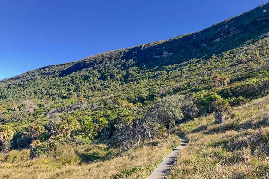 The trail rises into the tangled rainforest of the Palm Jungle on the final leg of the Royal Coast Track towards Otford.