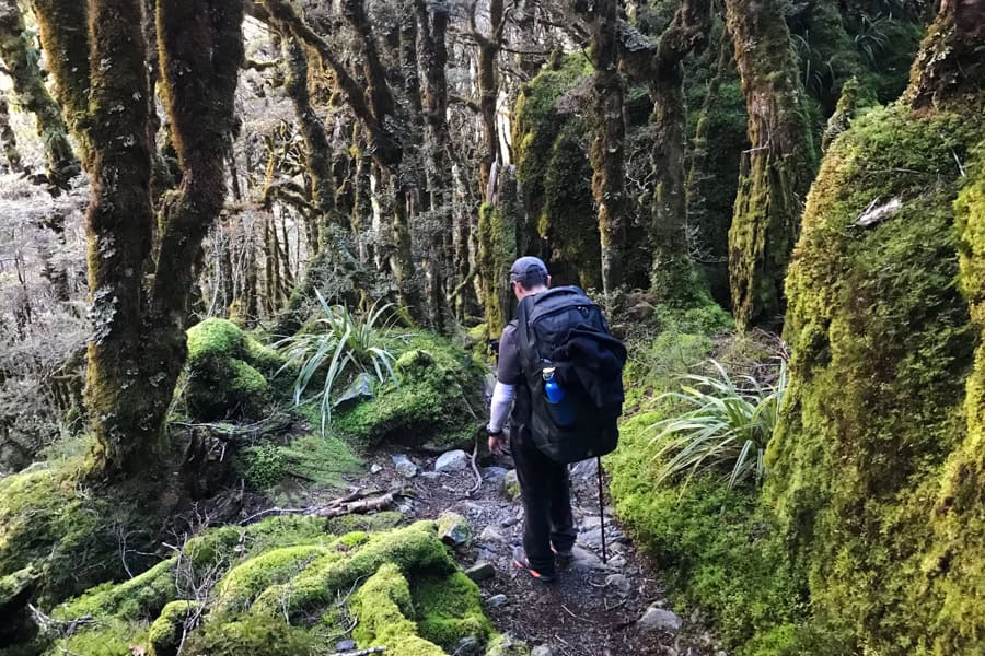A hiker walks through a moody moss forest on the Routeburn Track New Zealand.