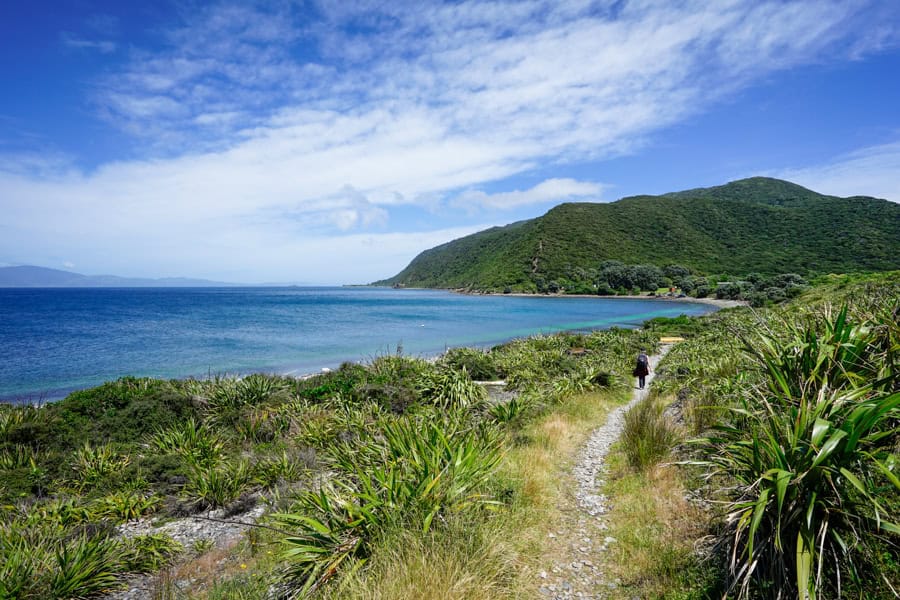 A hiker walks a coastal path with green hills in the background on Kapiti Island, one of the most day trips from Wellington.