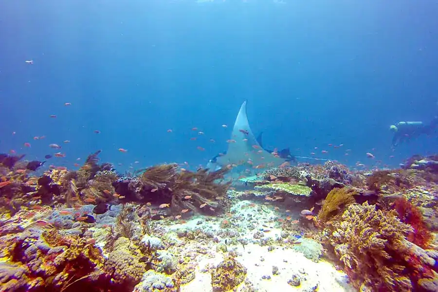 A scuba diver swims behind a large manta ray at a cleaning station at Manta Point while diving Komodo.