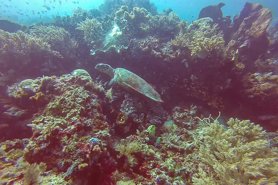 A turtle rests among a bed of colourful coral at The Passage dive site during our Komodo diving trip with Wunderpus.