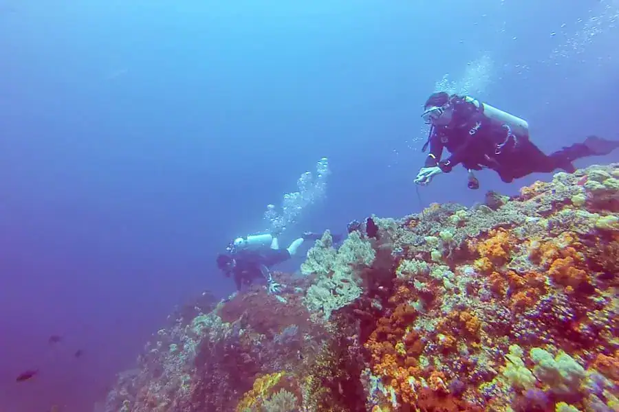 2 scuba divers hold onto the colourful reef at Crystal Rock, a legendary current driven Komodo dive.