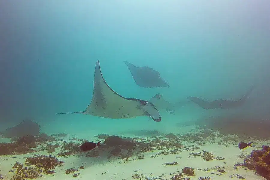 A group of mantas circle the sandy seabed at Mawan – one of our highlights of diving in Komodo.