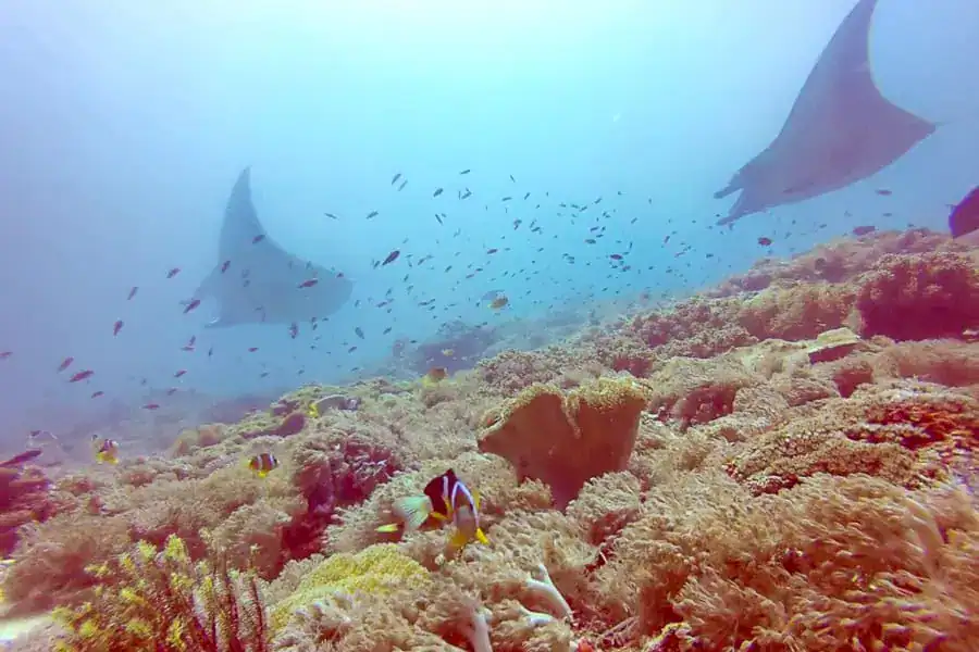 A clown fish watches the camera as mantas cruise by on a colourful reef during a Komodo scuba diving trip.