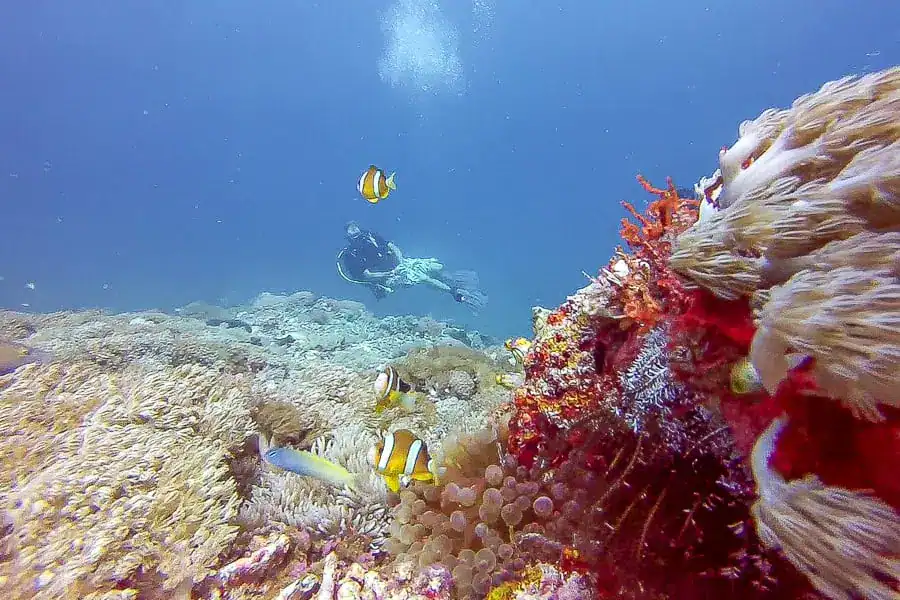 A colourful, pristine tropical reef at Mawan in Komodo National Park with a scuba diver in the background.