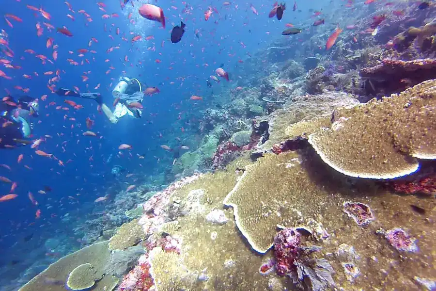 A couple of scuba divers swim along a reef wall surrounded by orange fish as they dive Komodo National Park.