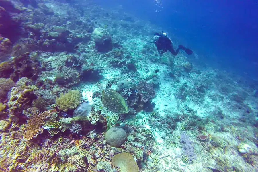 A diver watches a turtle cruise along a colourful reef at Tatawar Besar while diving Komodo.